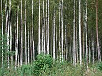 Bild: Birkenwald Bild: Birkenwald