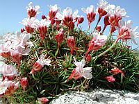 Bild: Blumen