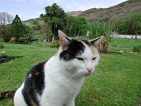 Bild: Katze im Garten