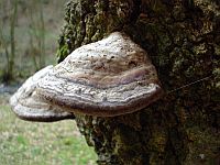 Bild: Kolles-Leuken