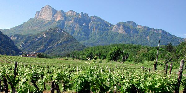 Bild: Weinberge unterwegs Bild: Weinberge unterwegs