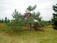 Bild: Krüppelkiefer am Kahlen Asten Bild: Krüppelkiefer am Kahlen Asten