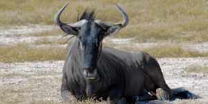 Bild: Gnu Bild: Gnu