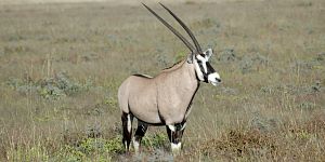 Bild: Oryx-Antilope Bild: Oryx-Antilope