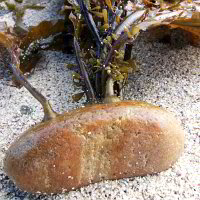 Bild: Fundstücke am Strand Bild: Fundstücke am Strand