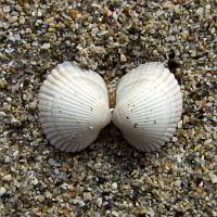 Bild: Fundstücke am Strand Bild: Fundstücke am Strand