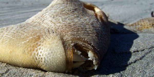 Bild: Fisch an der Dogsbay Bild: Fisch an der Dogsbay