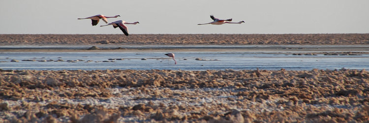 Bild: Flamingos in der Salar de Atacama Bild: Flamingos in der Salar de Atacama