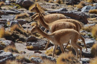 Bild: Vicuna Bild: Vicuna
