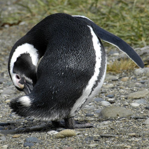 Bild: Magellanpinguine Bild: Magellanpinguine