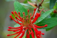 Bild: Blüte des Feuerbaum Bild: Blüte des Feuerbaum