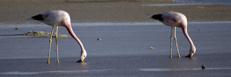 Bild: Flamingos in der Salar de Atacama Bild: Flamingos in der Salar de Atacama
