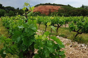 Bild: Weinberge hinter Les Beaux Bild: Weinberge hinter Les Beaux