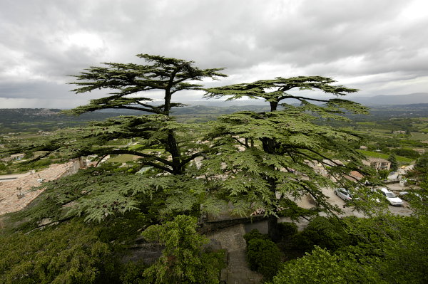 Bild: Zedern in Bonnieux Bild: Zedern in Bonnieux