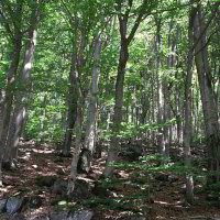 Bild: Toller Wald
