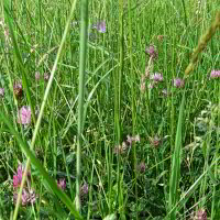 Bild: Auf einer Wiese