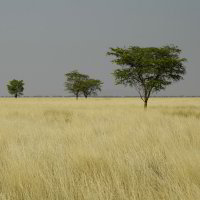 Bild: Grassteppe Bild: Grassteppe