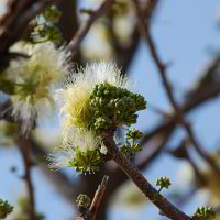 Bild: Blüte Bild: Blüte
