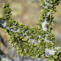 Bild: frische Blätter Bild: frische Blätter