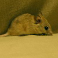Bild: Schlafräuber Bild: Schlafräuber