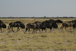 Bild: Eine grosse Herde Gnus Bild: Eine grosse Herde Gnus