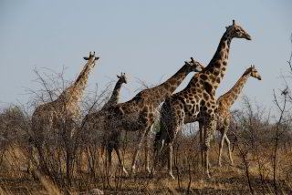 Bild: 5 Giraffen Bild: 5 Giraffen