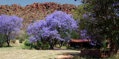 Bild: Blühende Jacarandabäume Bild: Blühende Jacarandabäume