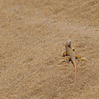 Bild: Sand, Sand... Bild: Sand, Sand...