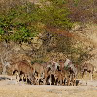 Bild: Kudus an der Wasserstelle Bild: Kudus an der Wasserstelle