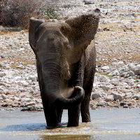 Bild: Elefant beim Baden Bild: Elefant beim Baden