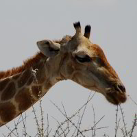 Bild: Giraffe Bild: Giraffe