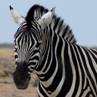 Bild: Zebra Bild: Zebra