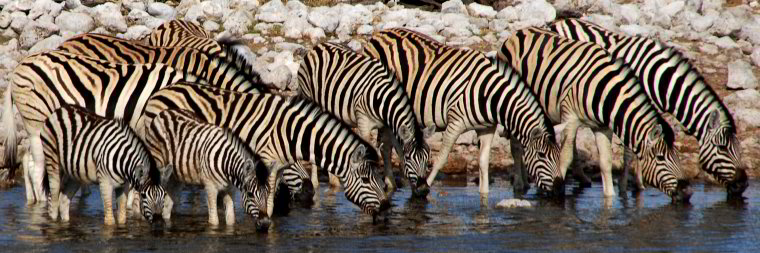 Bild: Eine ganze Herde Zebras beim trinken Bild: Eine ganze Herde Zebras beim trinken