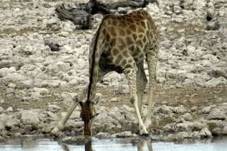 Bild: Giraffen habens schwer Bild: Giraffen habens schwer