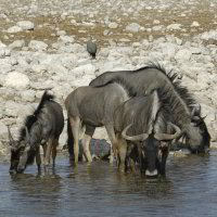 Bild: Gnus Bild: Gnus