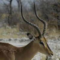 Bild: Schwarznasenimpala Bild: Schwarznasenimpala