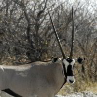 Bild: Oryx Bild: Oryx