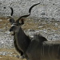 Bild: Kudu Bild: Kudu