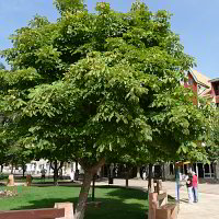 Kastanienbaum Kastanienbaum