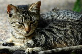 Dösende Katze Dösende Katze