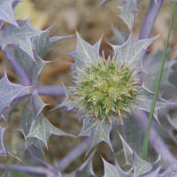 Distel Distel