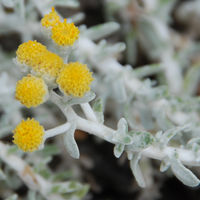 Blume im Sand Blume im Sand
