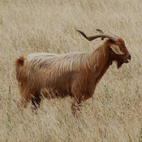 Ziege Ziege