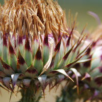 Distel Distel