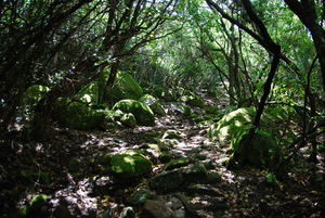 So sehen die Wanderwege oft aus So sehen die Wanderwege oft aus