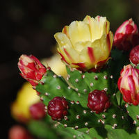 Blüte an Ohrenkaktus Blüte an Ohrenkaktus