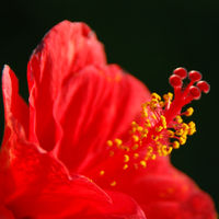 Blüte Blüte