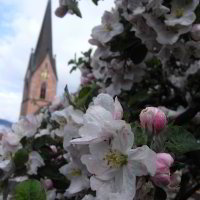 Kirschblüte hinter der Kirche Kirschblüte hinter der Kirche