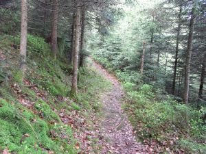 Schöner Waldweg Schöner Waldweg