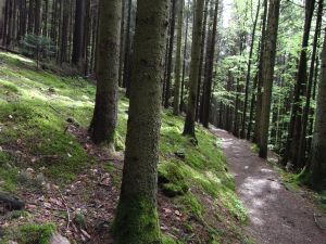 Sonne im Wald Sonne im Wald
